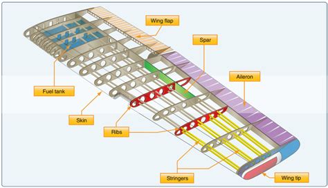 structural function of the wing